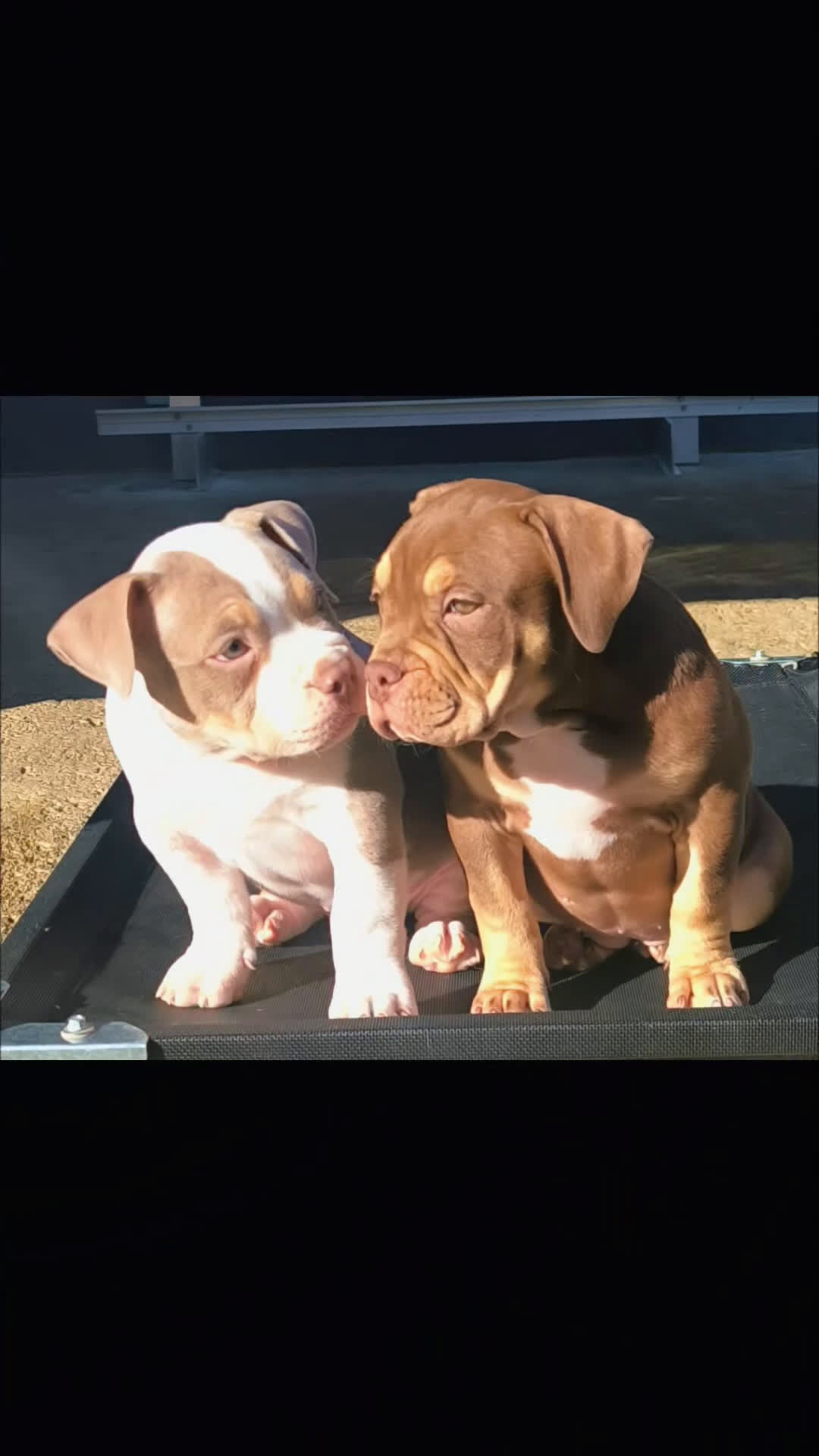 American Bully perros en venta: american bully - Video 1
