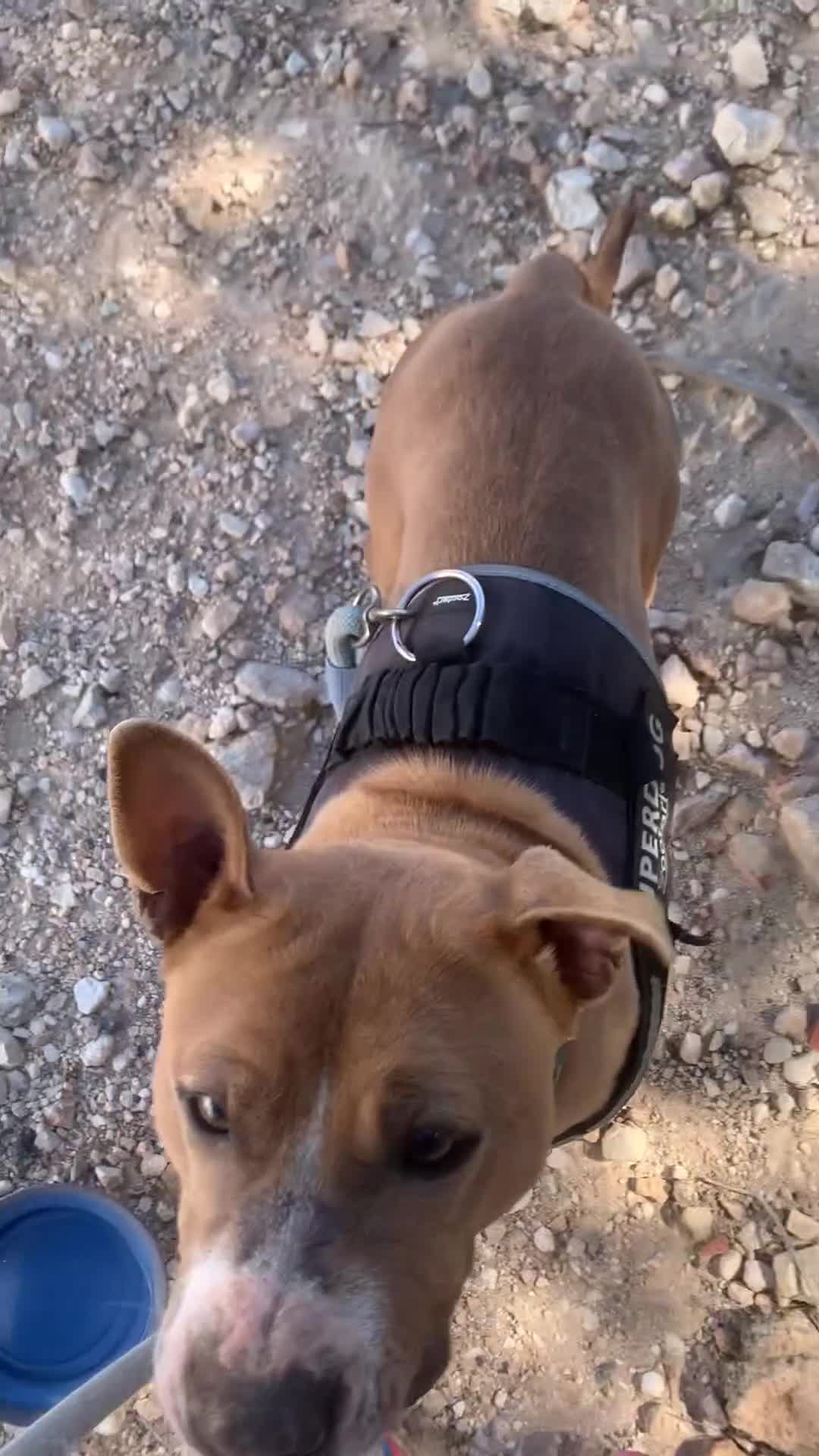 American Pit Bull Terrier perros en adopcion: NUKA ❤️ En Adopción  - Video 1