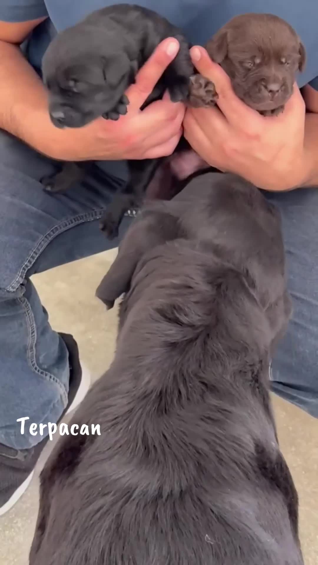 Labrador Retriever perros en venta: LABRADOR RETRIEVER CACHORROS  - Video 2