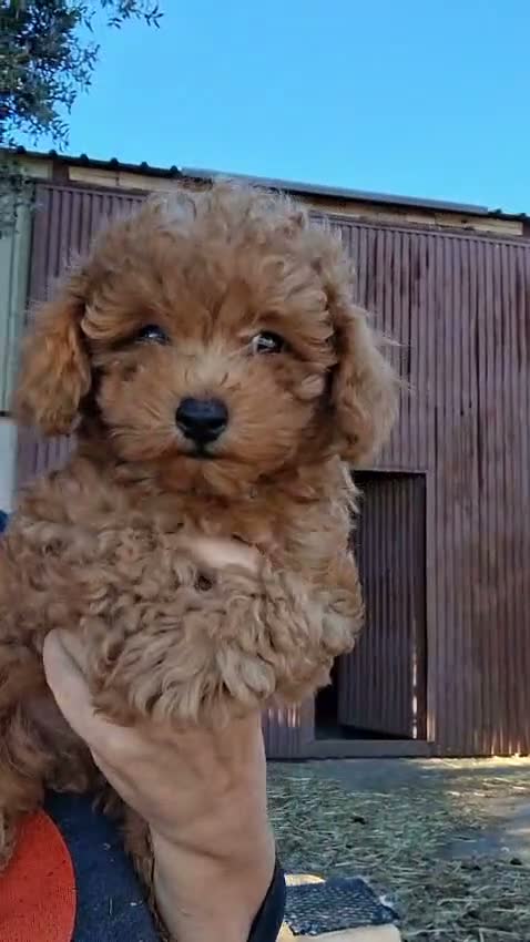 Caniche Toy perros en venta: Caniches toy - Video 1