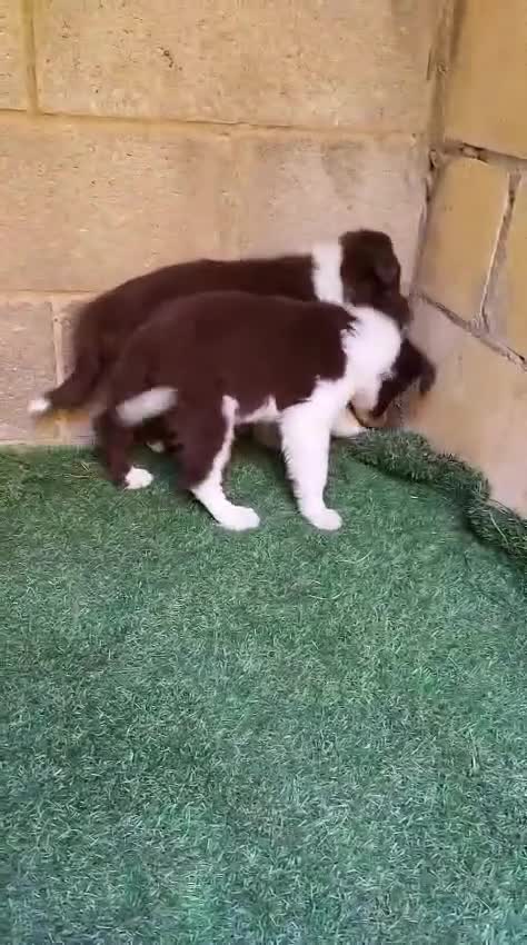 Border Collie perros en venta: Border collies Machos Chocolate - Video 1