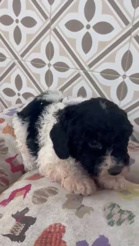 Perro de Agua Español perros en venta: Perro de aguas español  en Madrid - Video 2