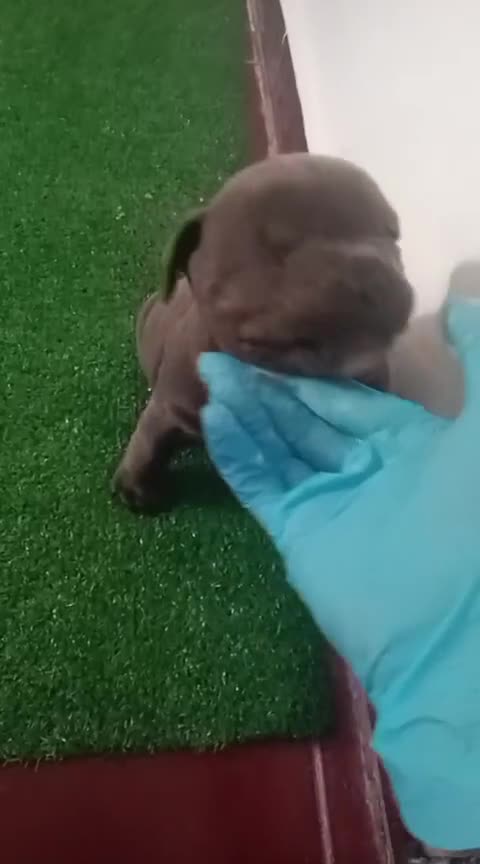 American Bully perros en venta: Cachorro de american bully  - Video 3