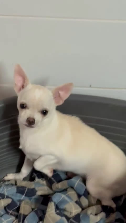 Chihuahua perros en venta: Chihuahua miniatura - Video 1