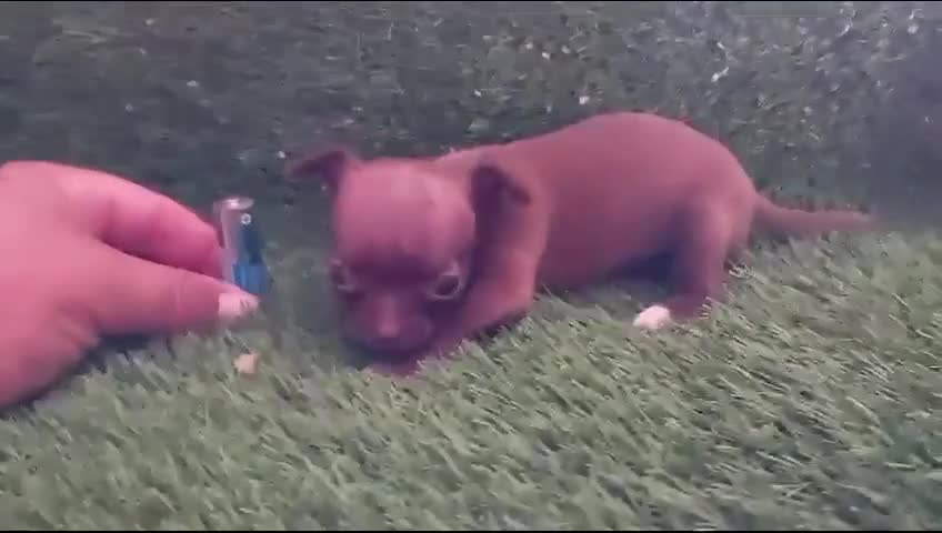 Chihuahua perros en venta: Chihuahuas micro toy máxima calidad - Video 1