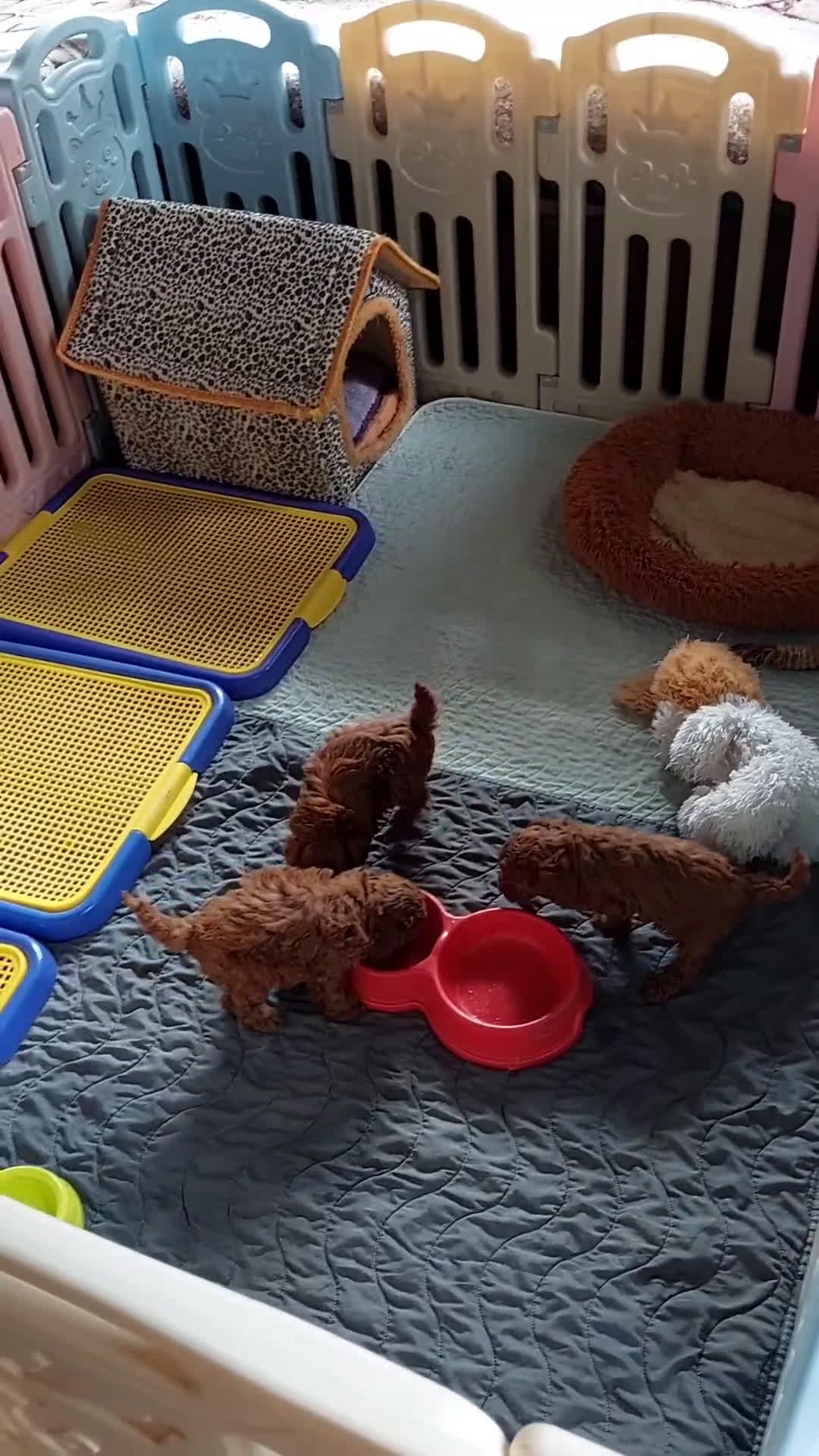 Caniche Toy perros en venta: caniche toy rojo de alta calidad  - Video 1
