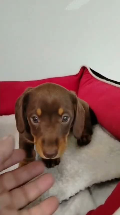 Teckel perros en venta: Teckel - Video 3