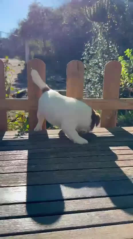 Jack Russell Terrier perros en venta: Jack Russell juguetones bicolor  - Video 2