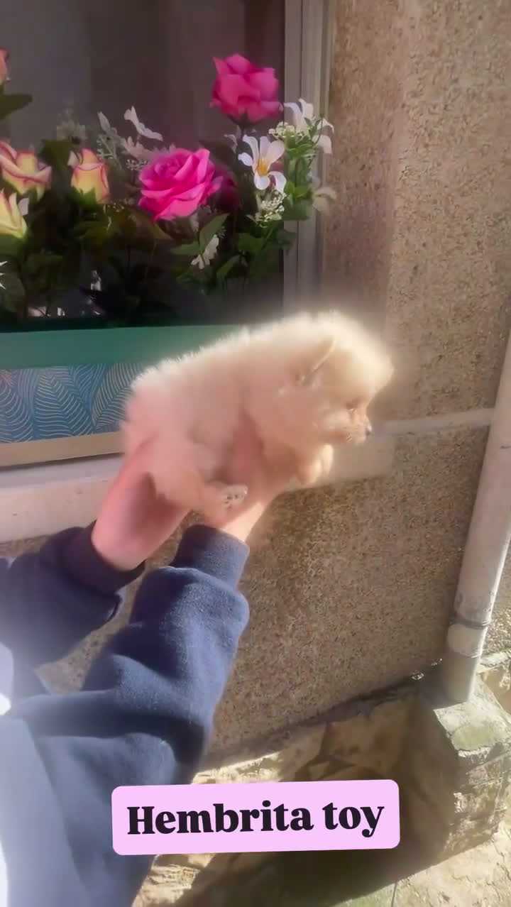 Pomerania perros en venta: Pomerania toy - Video 1