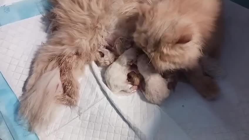 Persa gatos en venta: Gatos persas - Video 1