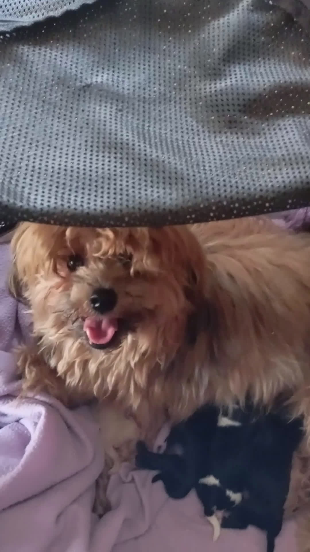 Raza Mixta perros en venta: Bichón habanero bichón maltess - Video 1