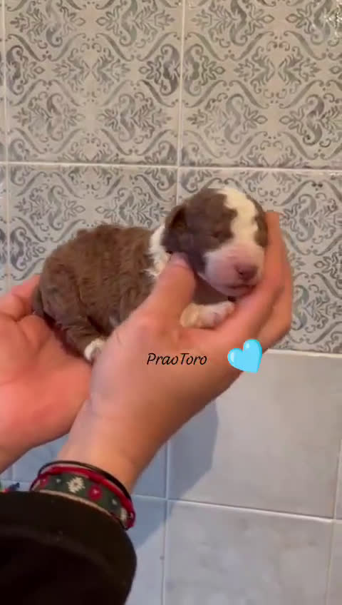 Perro de Agua Español perros en venta: Nueva camada de PDA PraoToro  - Video 1