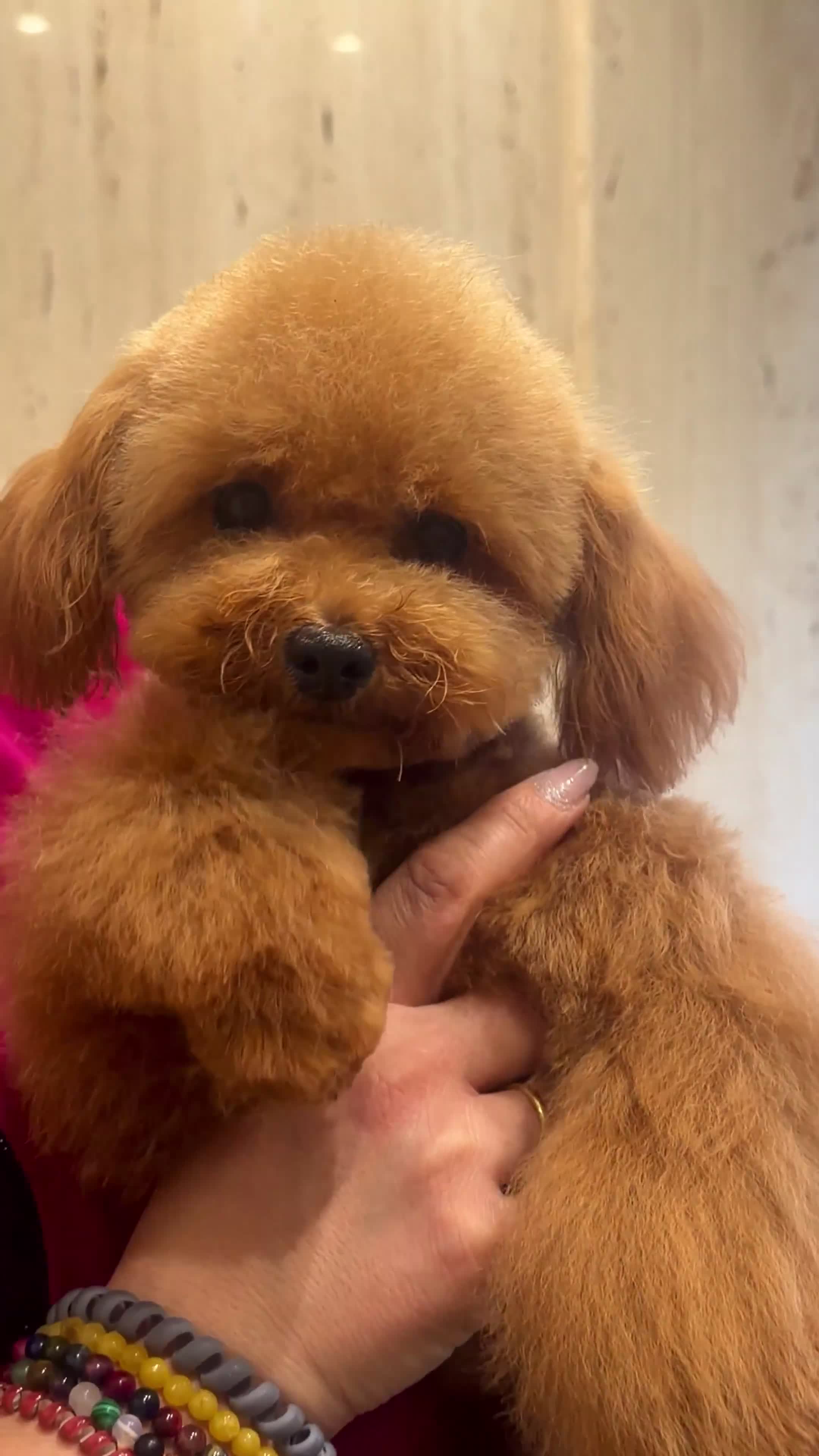 Caniche Toy perros para monta: Machos caniche toy y caniche enano para monta  - Video 1
