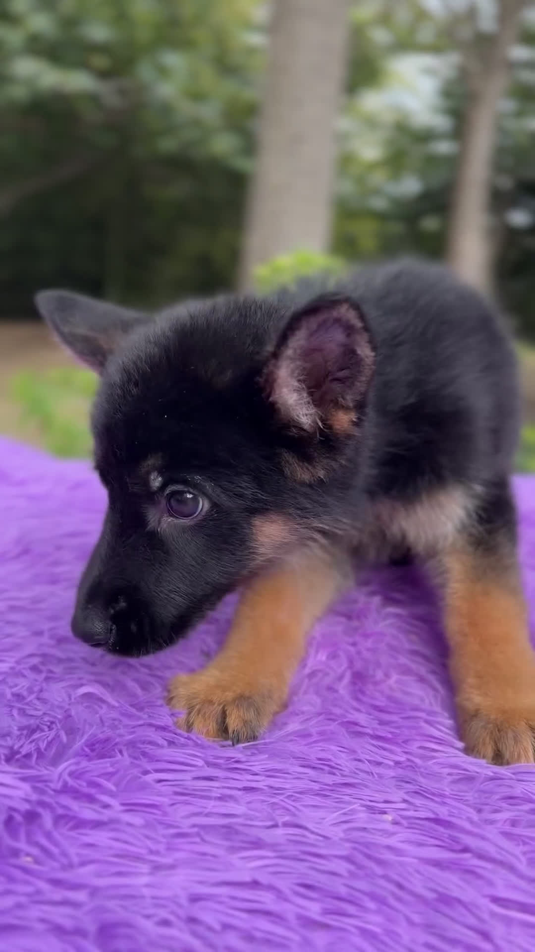 Pastor Alemán perros en venta: Pastor alemán hembra  - Video 1