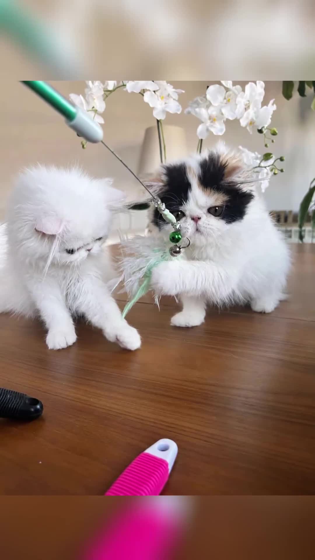 Persa gatos en venta: Persas bebé - Video 1