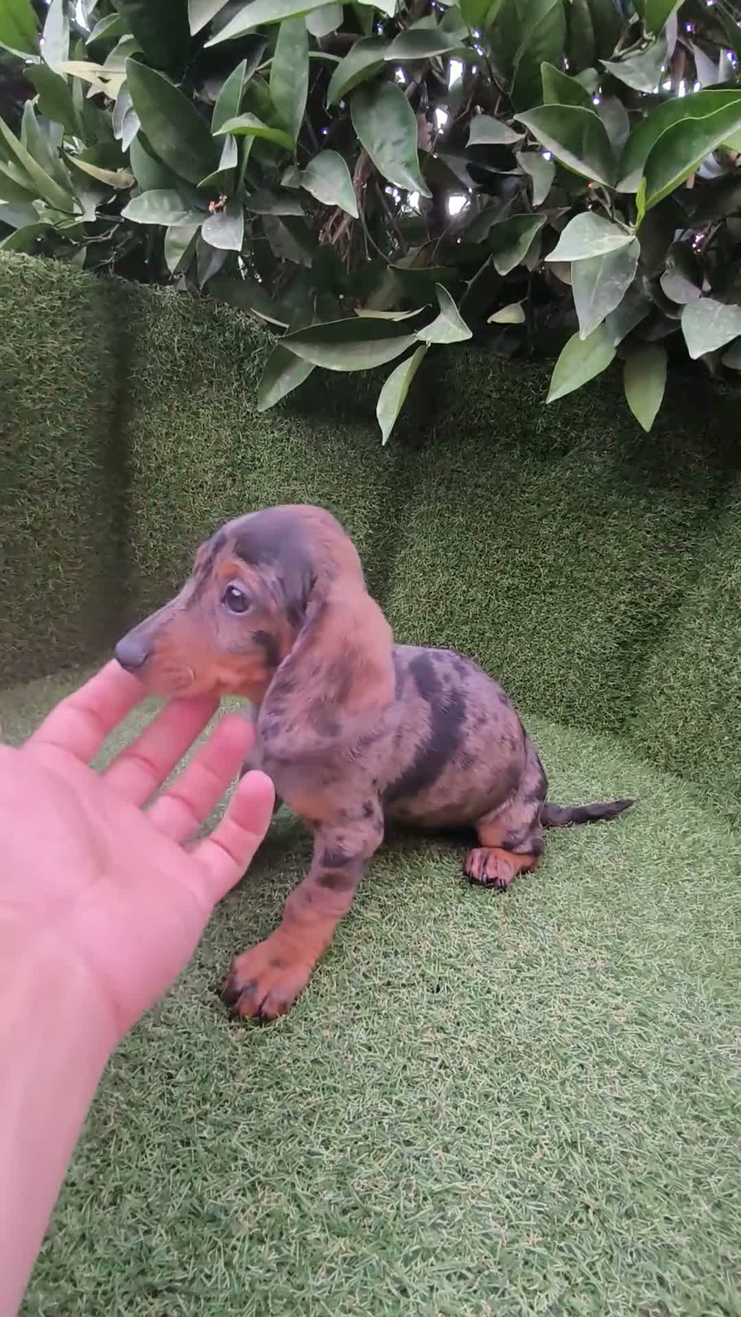 Teckel Miniatura perros en venta: teckel miniatura varios colores  - Video 4