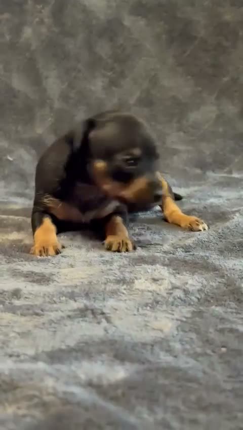 Pinscher Miniatura perros en venta: Pinscher Miniatura - Video 4