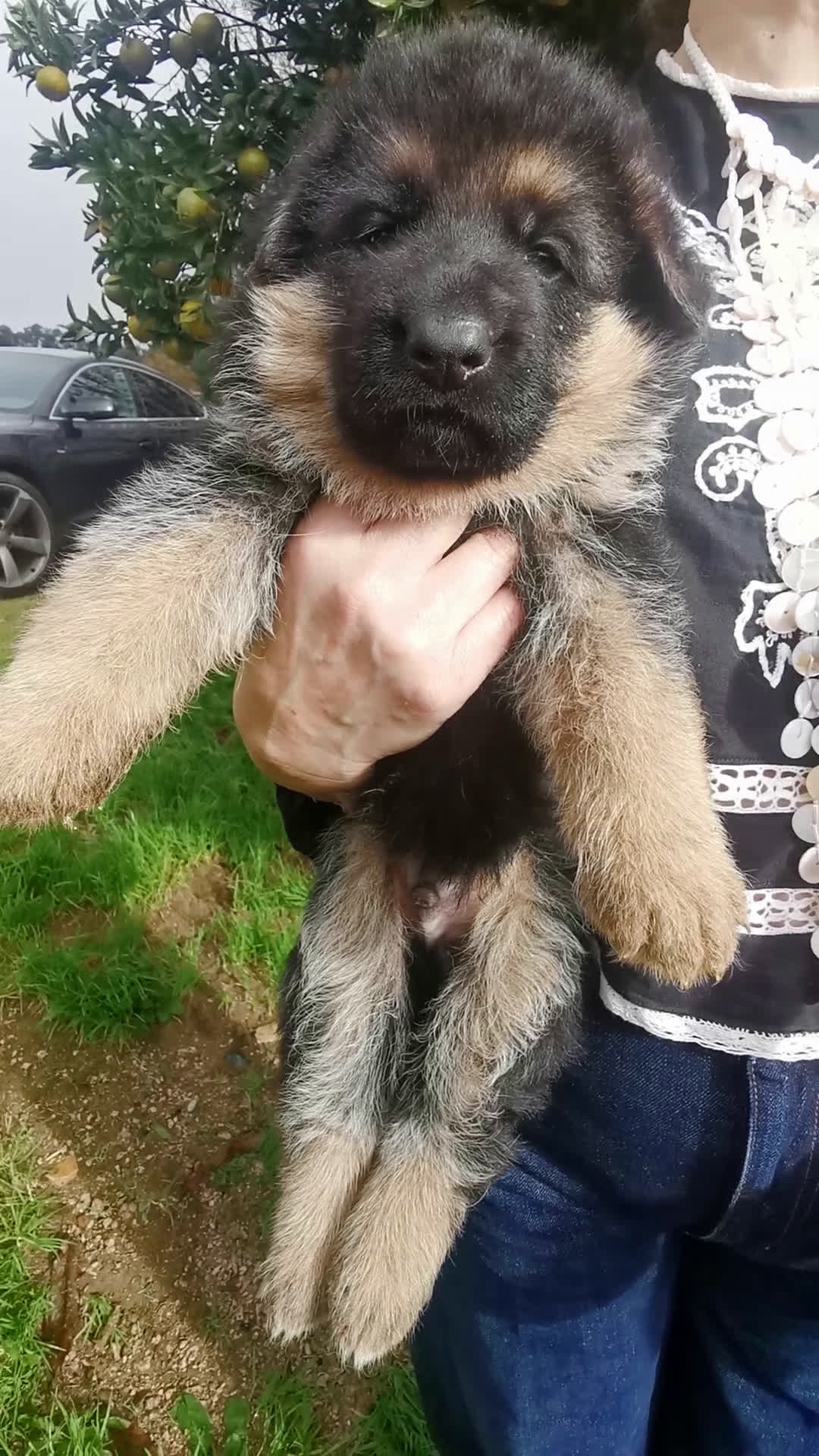 Pastor Alemán perros en venta: CACHORROS PASTOR ALEMÁN  - Video 1