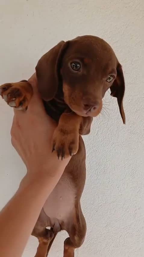 Teckel Miniatura perros en venta: Preciosos teckel  - Video 3