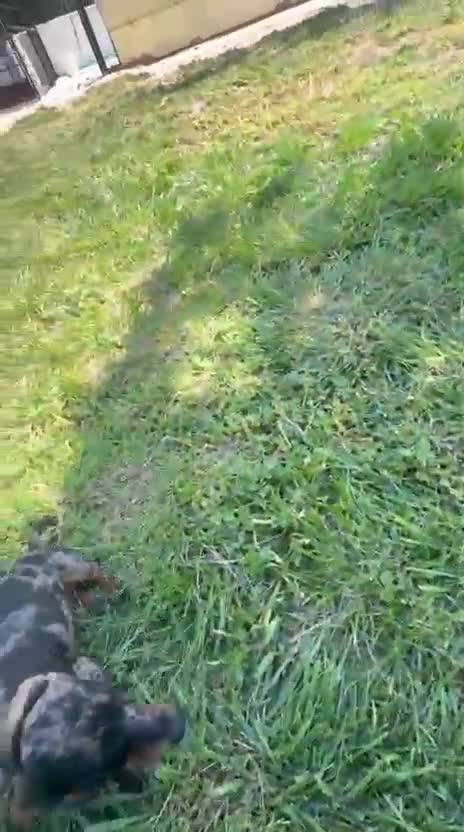 Teckel Miniatura perros en venta: Teckel miniatura  - Video 1