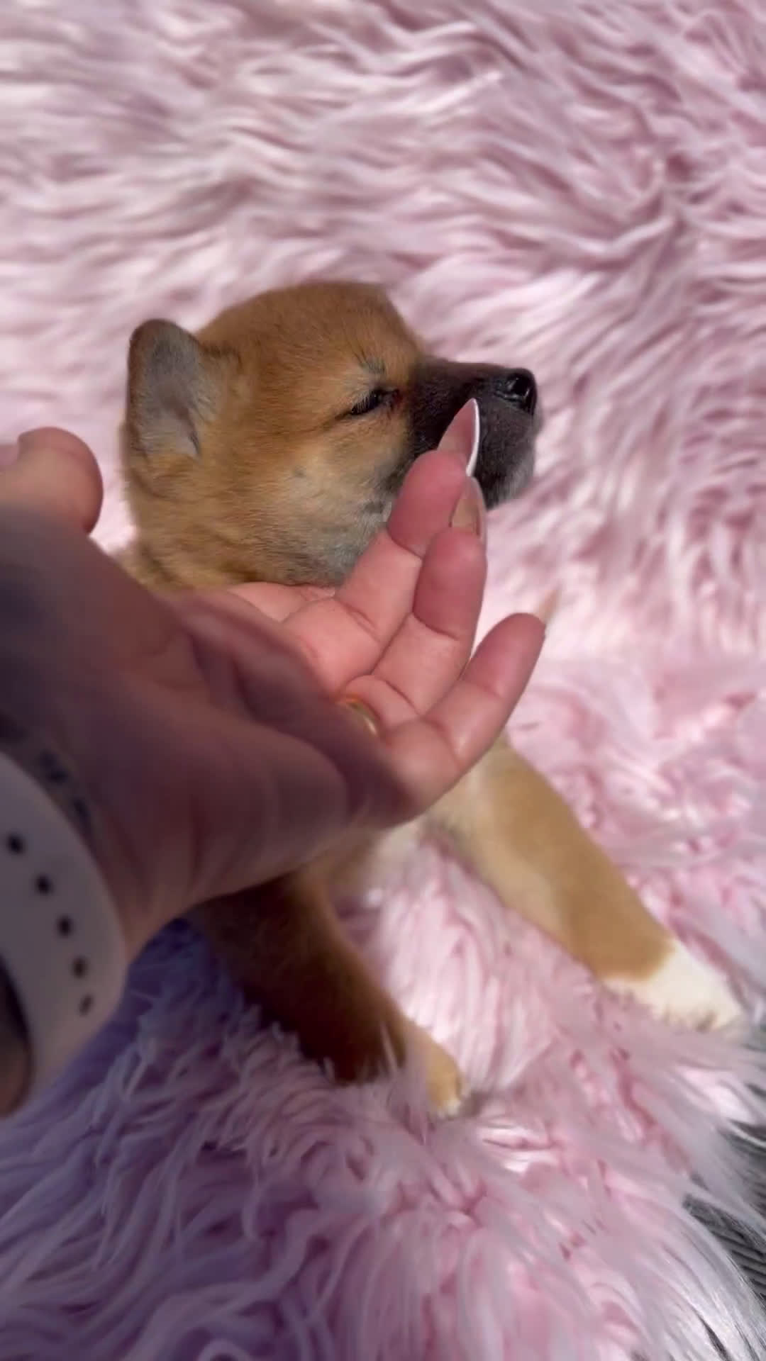 Shiba Inu perros en venta: Shiba inu roja  - Video 1