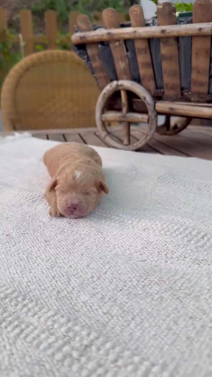 Maltipoo perros en venta: Maltipoo Apricot rojos y cremas Toy disponibles  - Video 1