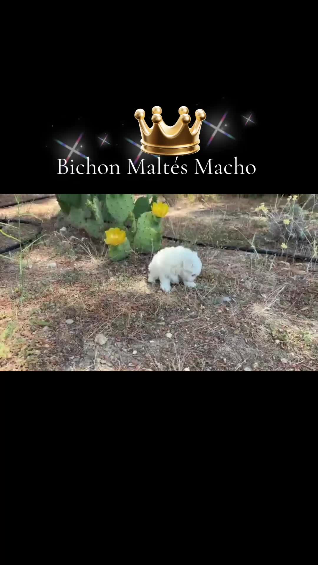 Bichón Maltés perros en venta: Bichon maltés toy línea coreana  - Video 1