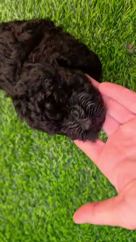 Caniche Toy perros en venta: Caniche hembra toy  - Video 4