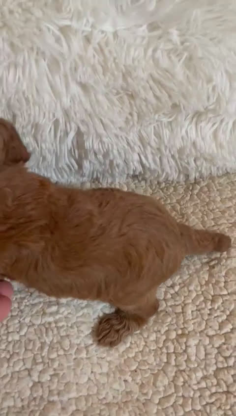 Caniche Toy perros en venta: Cachorrita de Caniche toy roja - Video 1