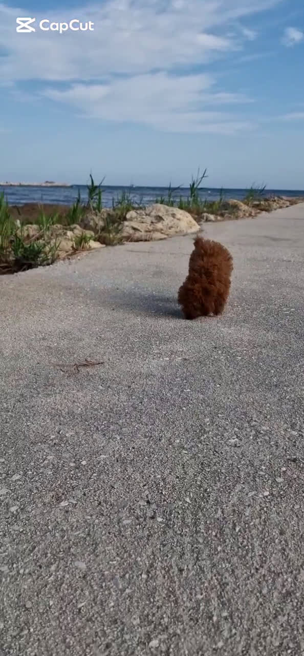 Caniche Toy perros en venta: HEMBRA Y MACHO 50% LINEA ASIATICA  - Video 1