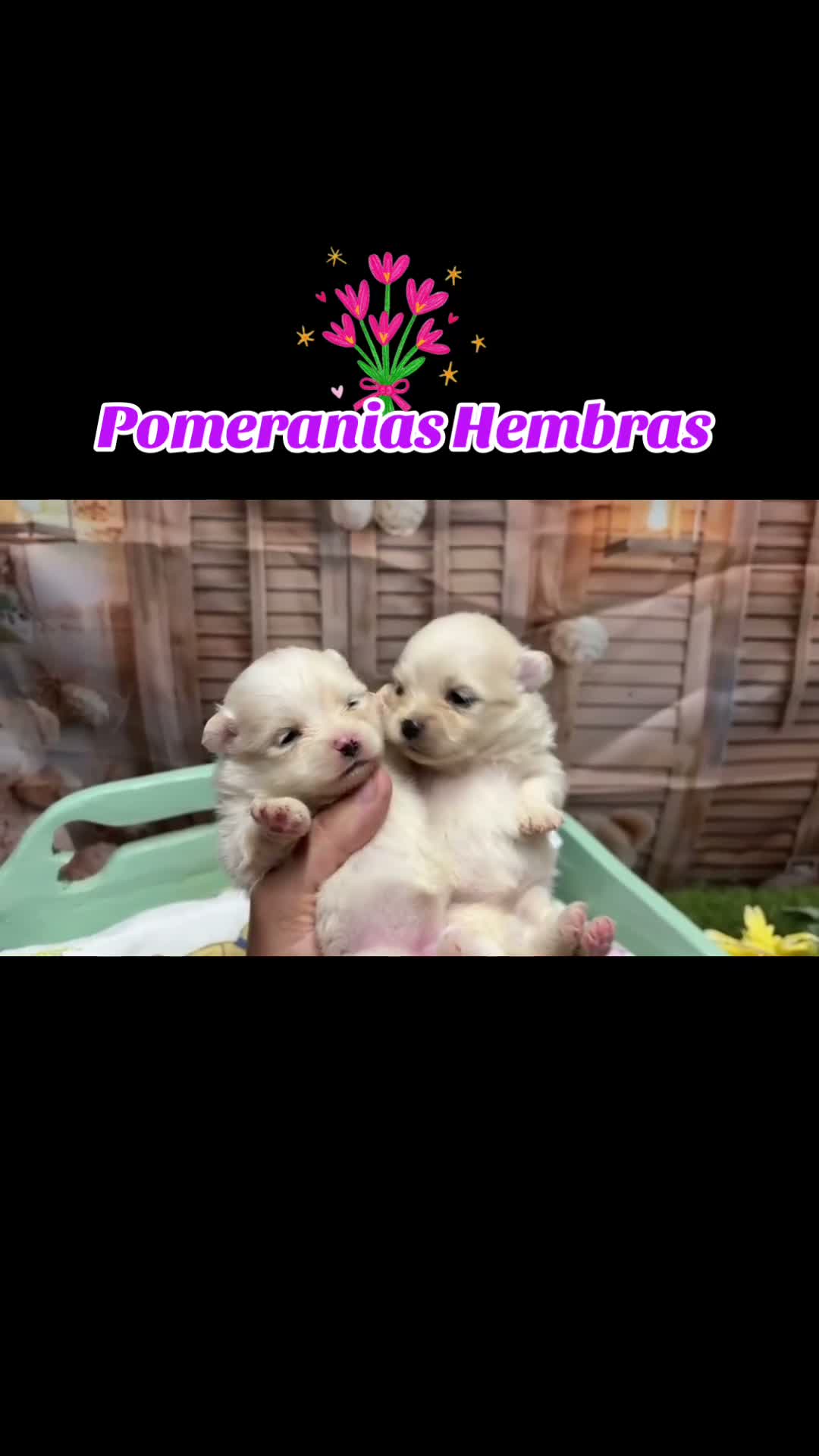 Pomerania perros en venta: Pomerania varios tonalidades!! - Video 1