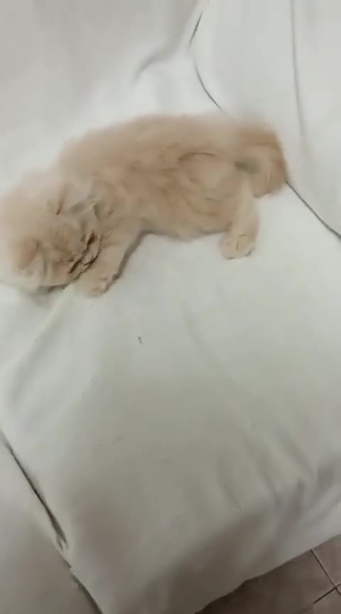 Exótico de Pelo Largo gatos en venta: Gatito exótico - Video 3