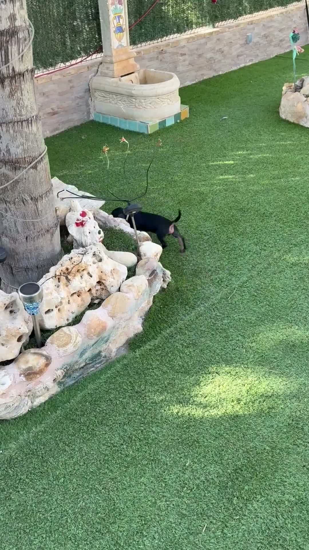 Teckel perros en venta: Cachorro teckel negro y fuego  - Video 1