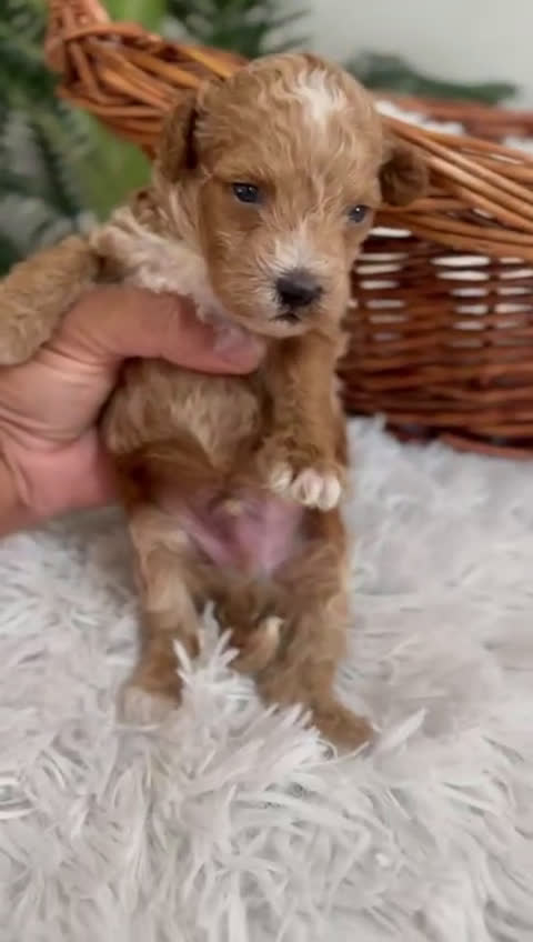 Caniche Toy perros en venta: CANICHE TOY MACHOS - Video 2