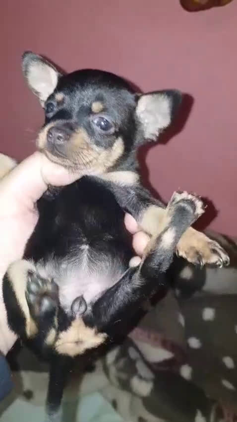 Pinscher Miniatura perros en venta: Mini Pincher  en Sevilla - Video 1