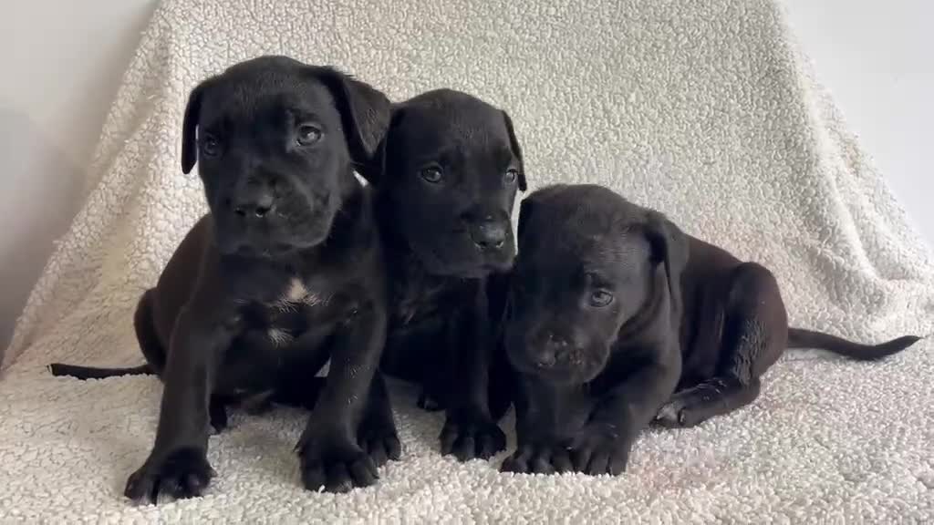 Cane Corso perros en venta: Cané corso negro  - Video 1