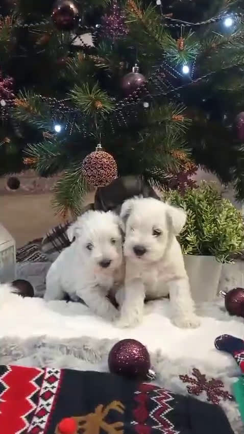 Schnauzer Miniatura perros en venta: Espectaculares schnauzers mini blancos - Video 1