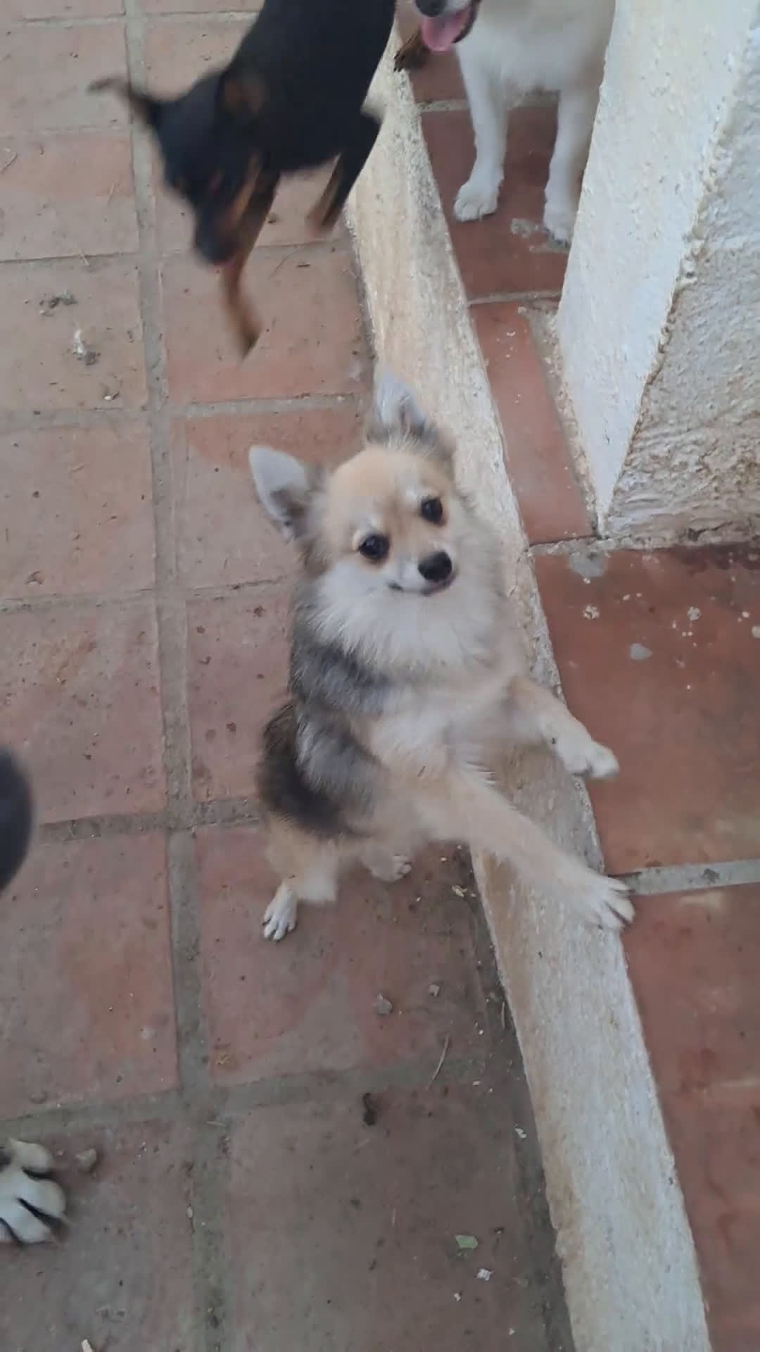 Pomerania perros en venta: Pomeranian  - Video 1