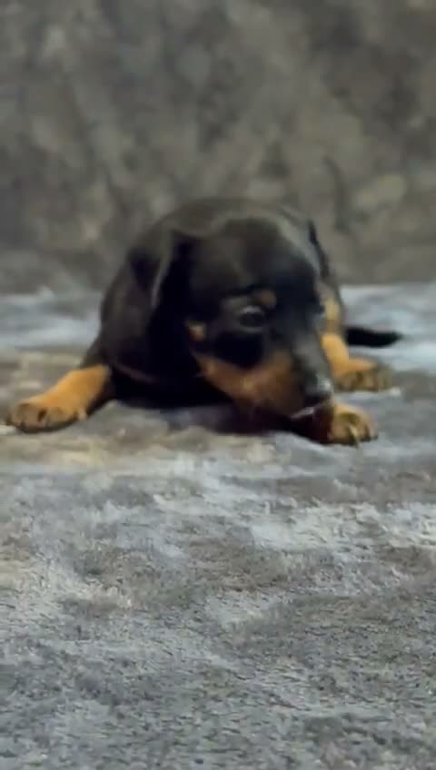 Pinscher Miniatura perros en venta: Pinscher Miniatura - Video 2