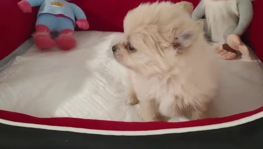 Pomerania perros en venta: Pomerania toy  - Video 1