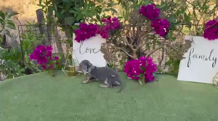 Teckel Miniatura perros en venta: Teckel kanichen machos espectaculares  - Video 1