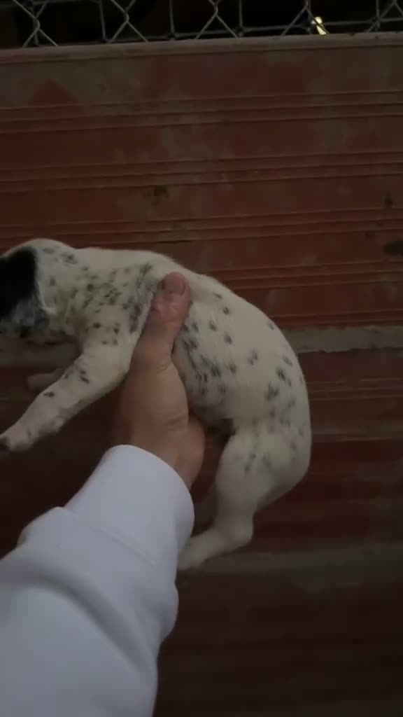 Dálmata perros en venta: Exclusiva Camada Dálmata Pura Raza - Video 3