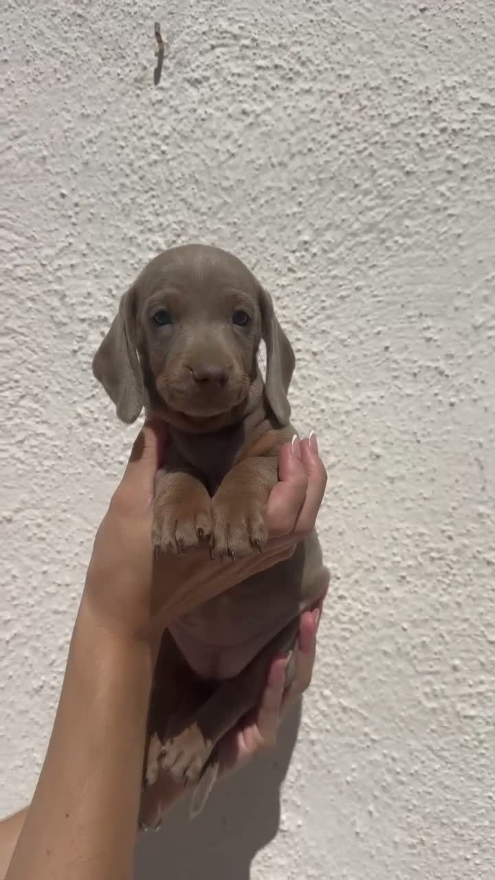 Teckel Miniatura perros en venta: teckel  - Video 1
