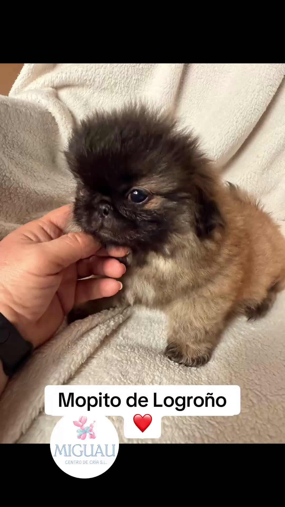 Pekinés perros en venta: Precioso machito de Pekines Imperial - Video 1