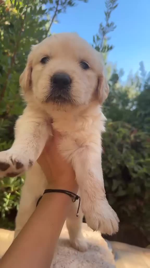 Golden Retriever perros en venta: Golden Retriever - Video 1