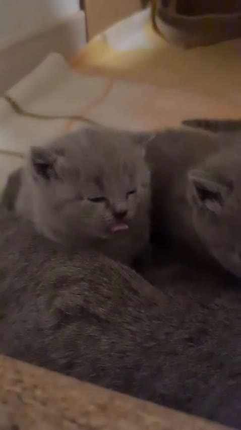 Británico de Pelo Corto Azul gatos en venta: Brithis varios colores pelo corto y largo  - Video 1