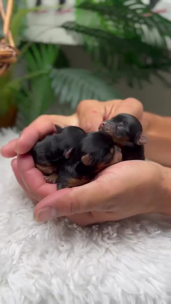 Yorkshire Terrier perros en venta: YORKSHIRE TERRIER - Video 1