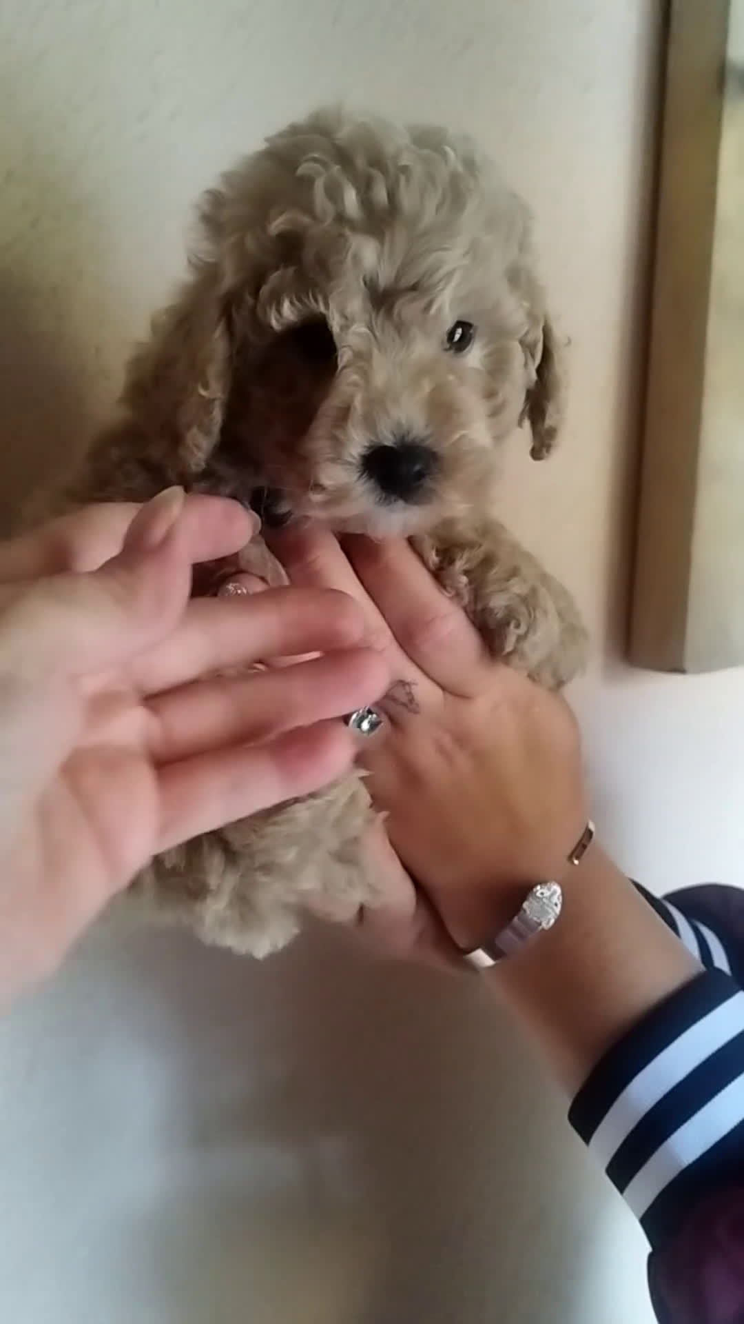 Caniche Toy perros en venta: CANICHES CREMA EXCLUSIVOS - Video 1