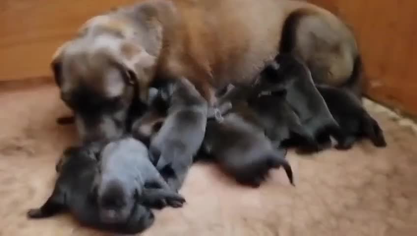 Labrador Retriever perros en venta: Labradores de Quercuscan - Video 1