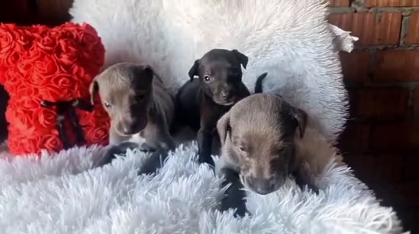 Pequeño Lebrel Italiano perros en venta: Lebrel mino en Cádiz - Video 1